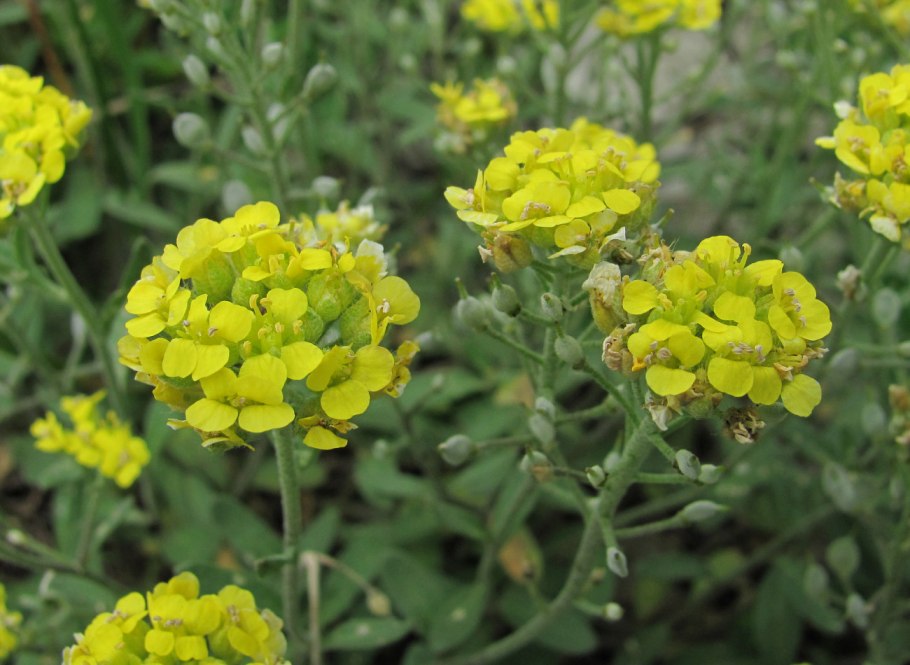 Алиссум Бурачок (Alyssum).