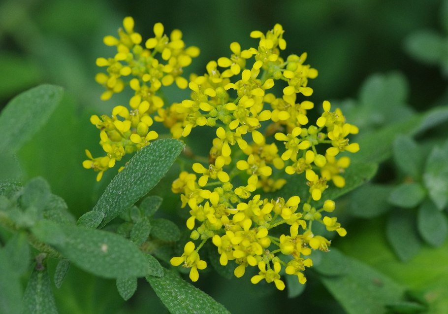 Бурачок горный (Alyssum montanum)