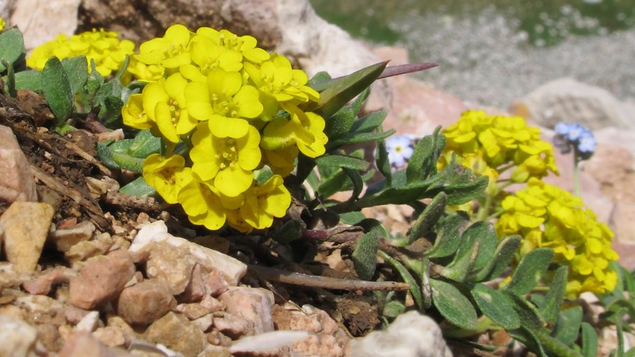 Алиссум Бурачок скальный