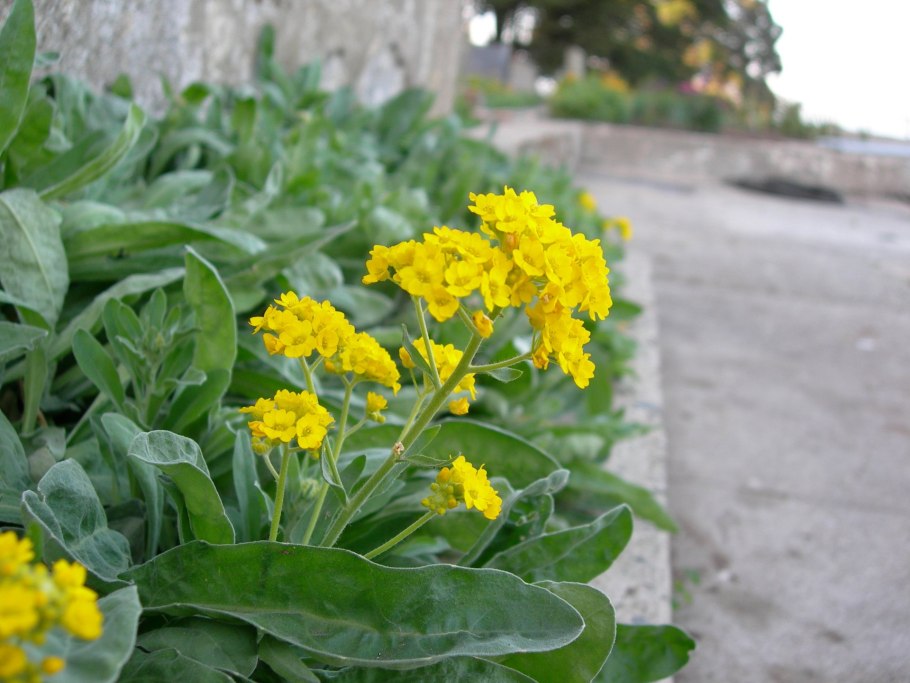Алиссум Бурачок (Alyssum).