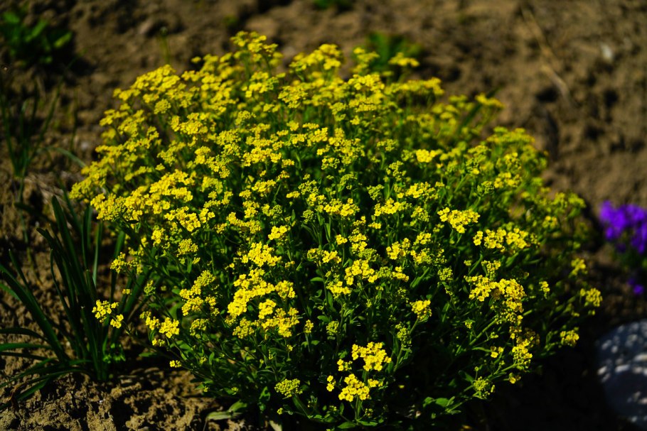 Алиссум Бурачок (Alyssum).
