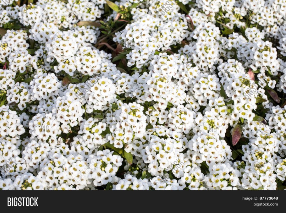 Alyssum cuneifolium