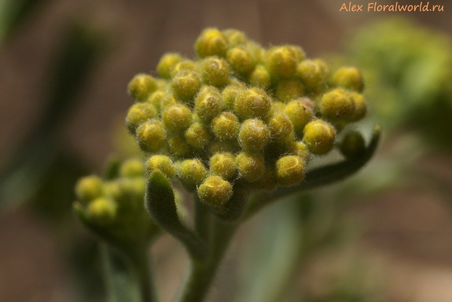 Бурачок полевой