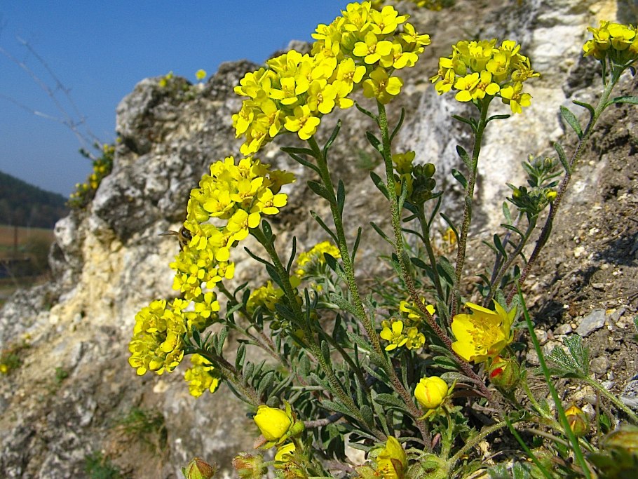 Бурачок Гмелина