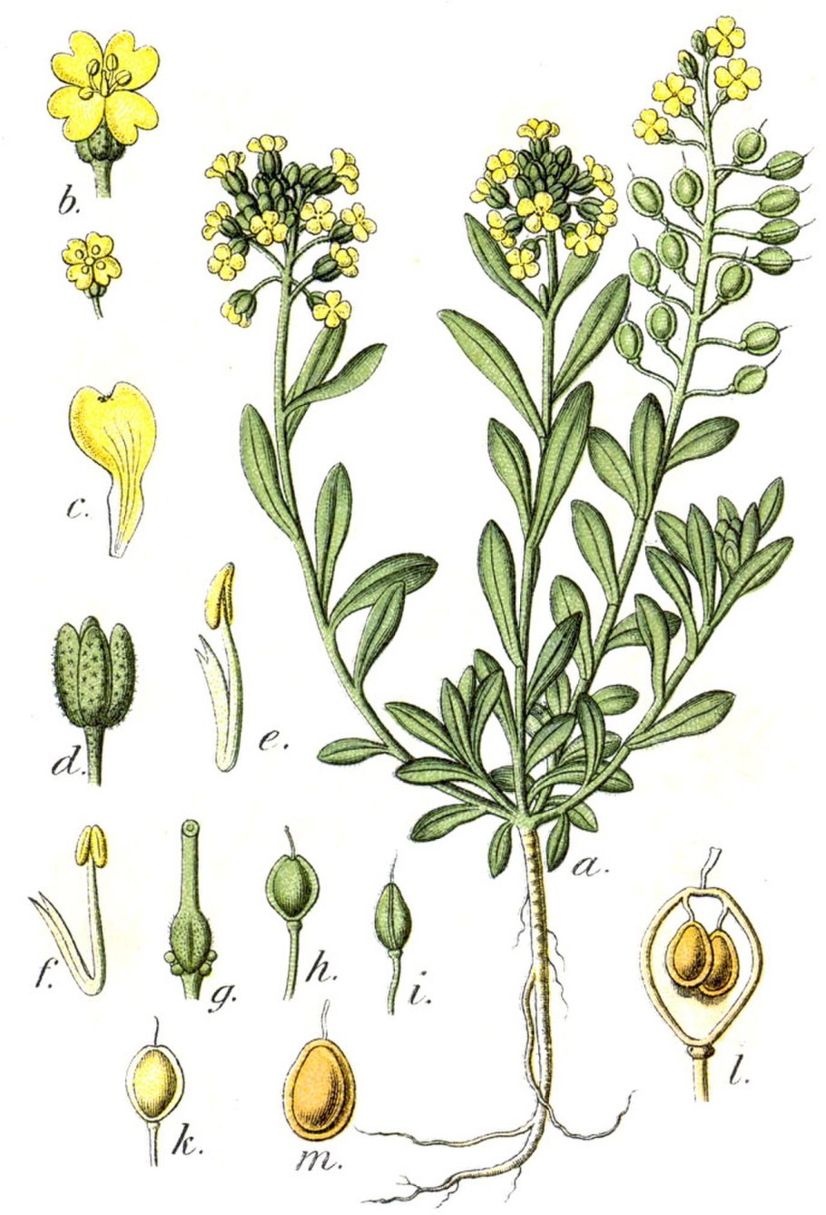 Лобулярия Приморская (Lobularia maritima)