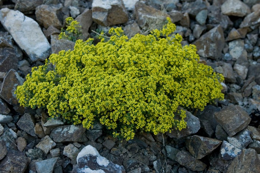 Бурачок горный (Alyssum montanum)