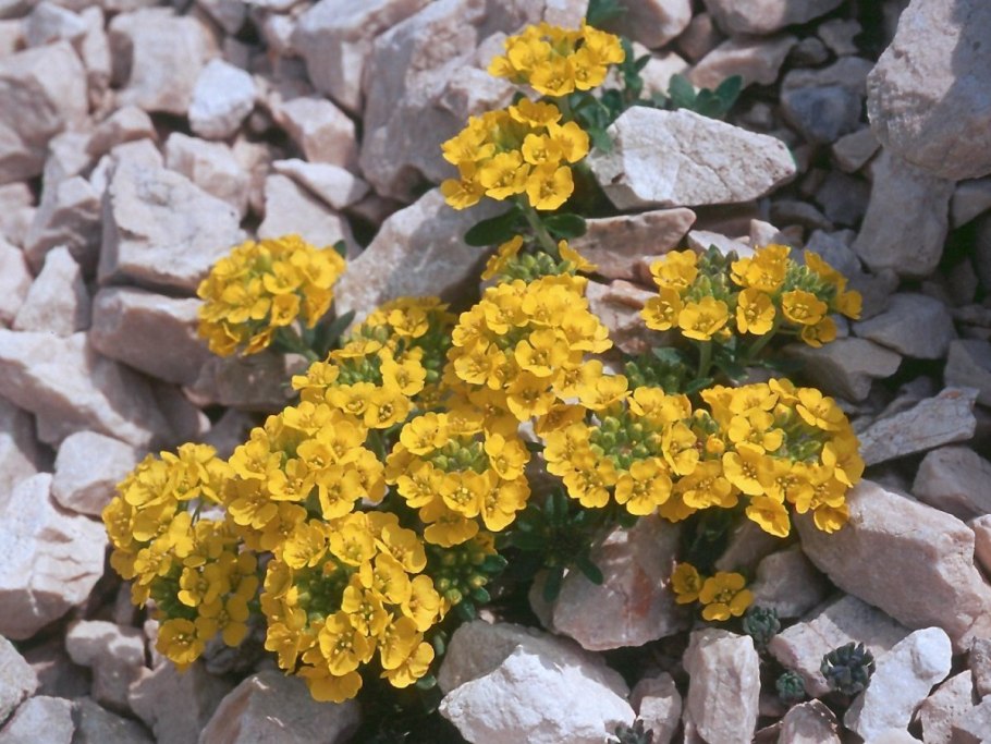Алиссум Бурачок (Alyssum).