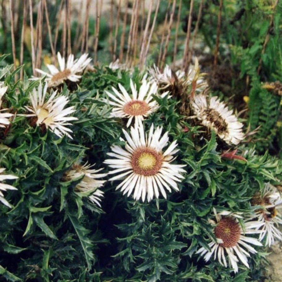Carlina acaulis Колючник бесстебельный