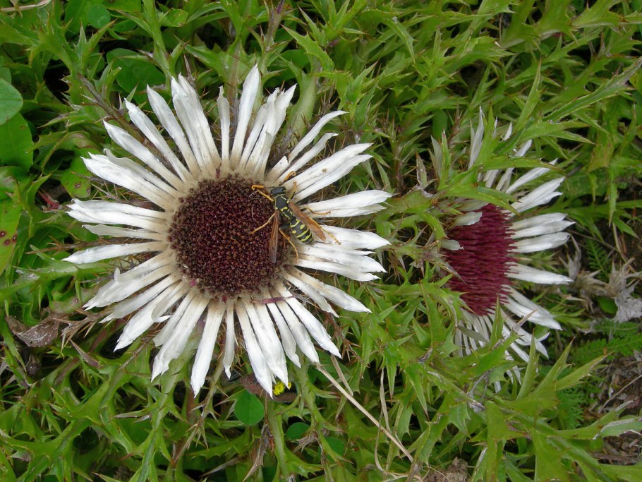 Колючник финский