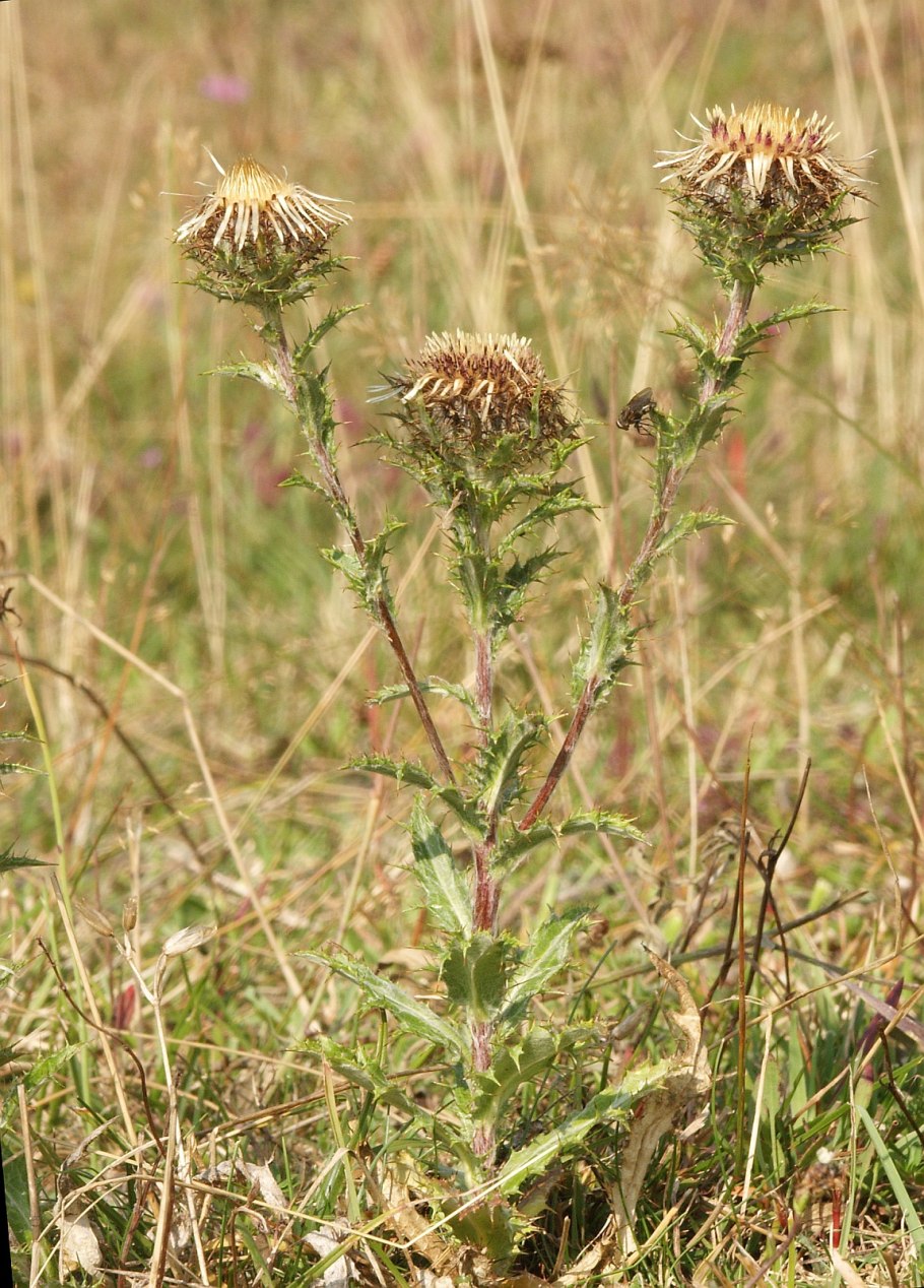 Колючник Биберштейна Carlina biebersteinii