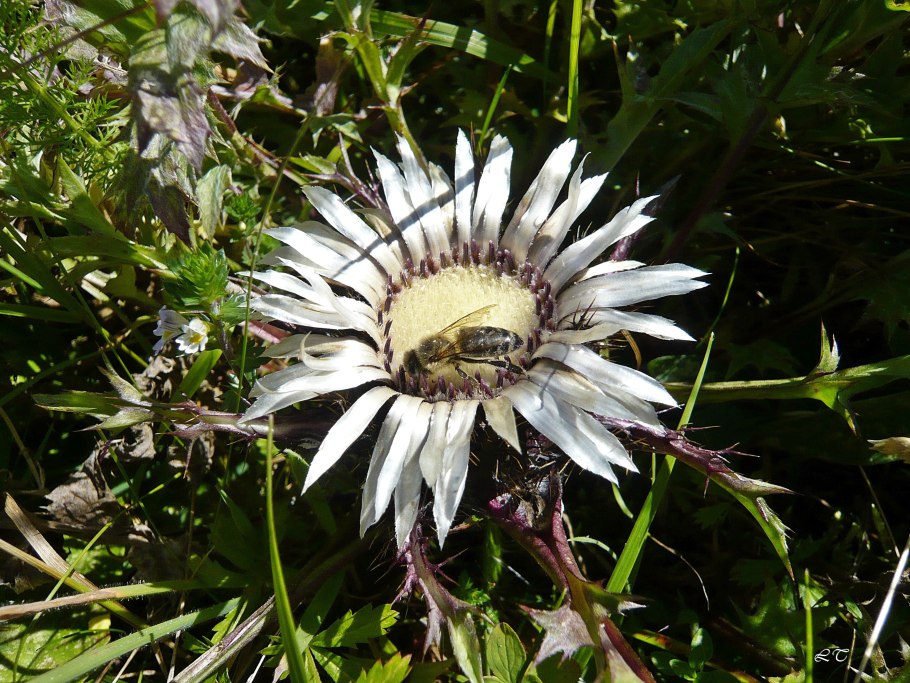 Колючник Карлина