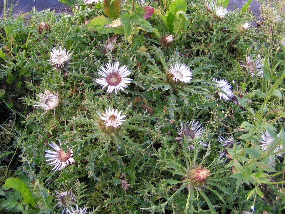 Бедренец Колючник бесстебельный