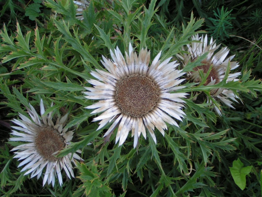 Carlina Колючник