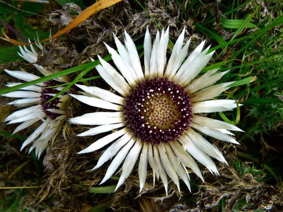 Carlina acaulis Колючник бесстебельный