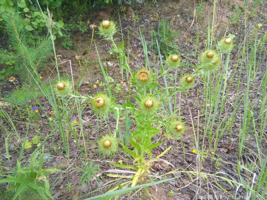 Колючник обыкновенный