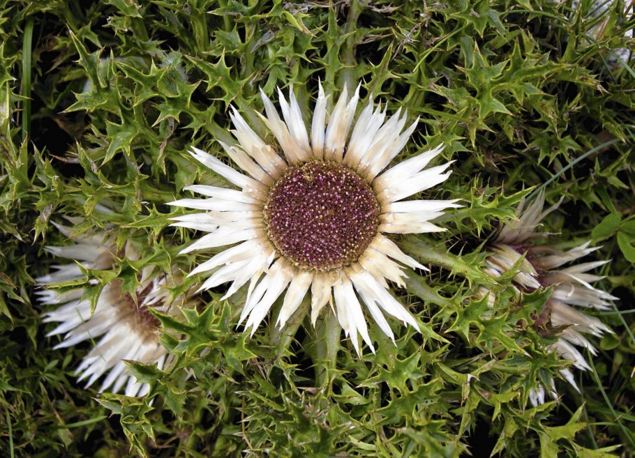 Мордовник чертополох