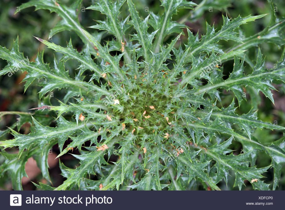 Колючник Карлина