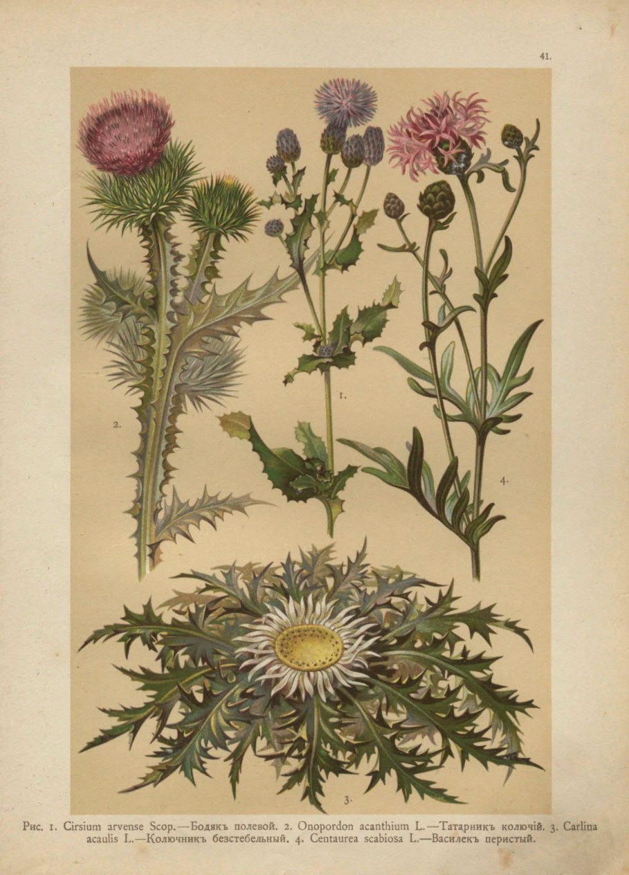 Колючелистник растение