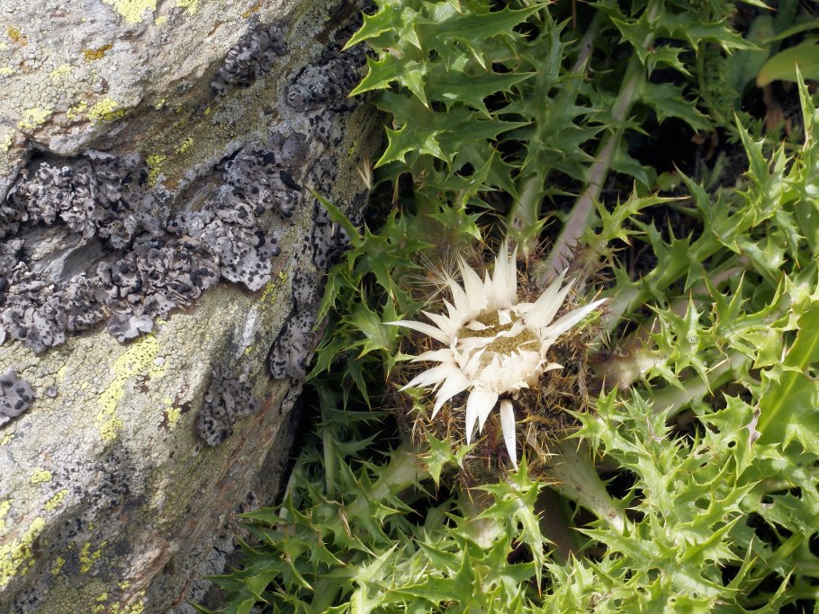 Колючник Биберштейна плод