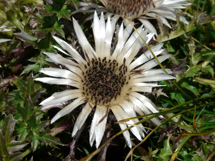 Carlina acaulis