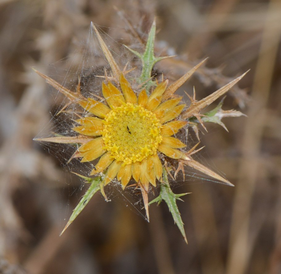 Колючник обыкновенный