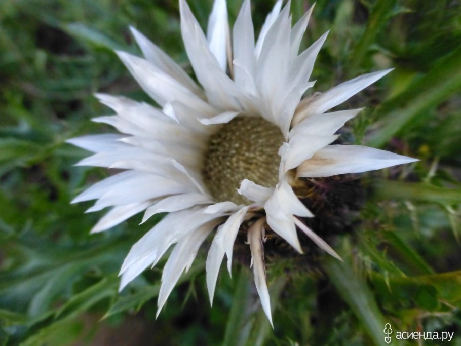 Колючник Биберштейна