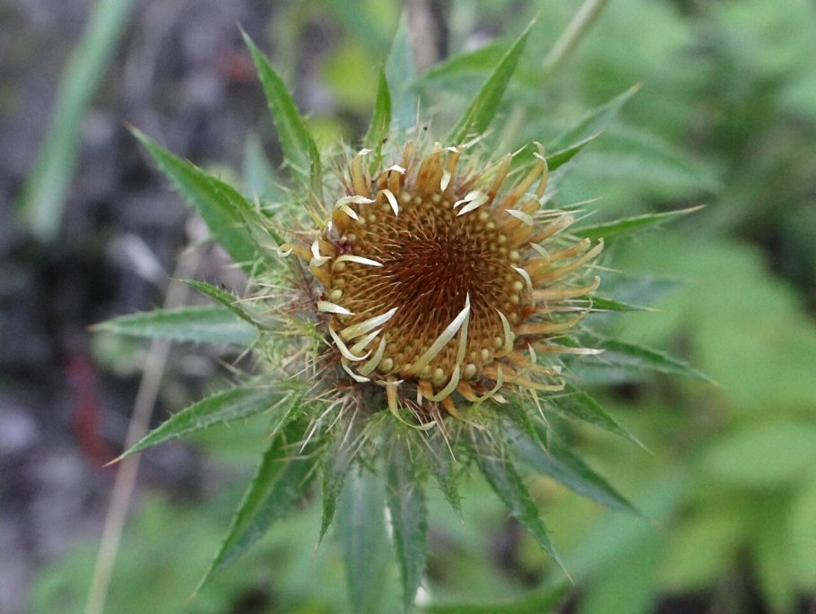 Колючник акантолистный