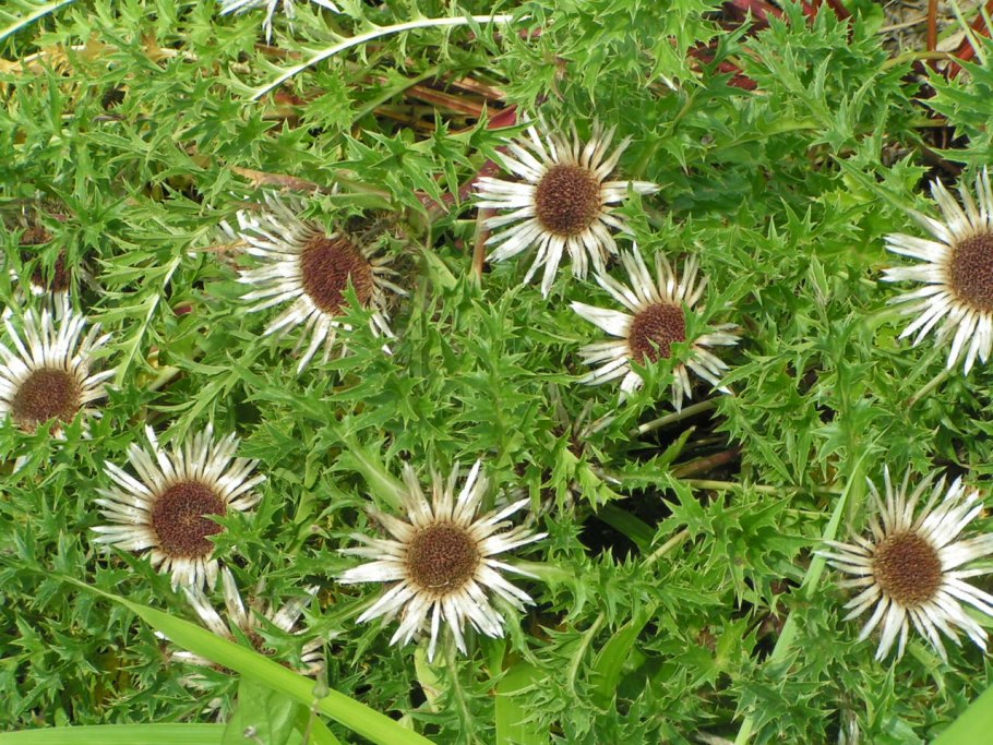 Колючник финский