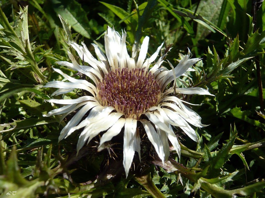 Карлина (Колючник бесстебельный)