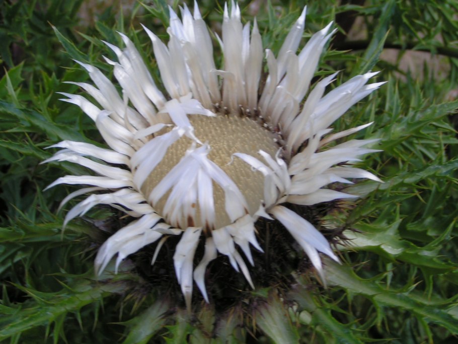 Carlina acaulis Колючник бесстебельный