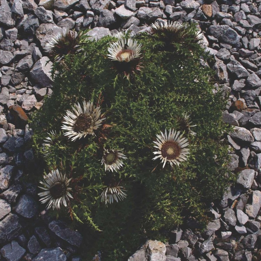 Чертополох Колючник