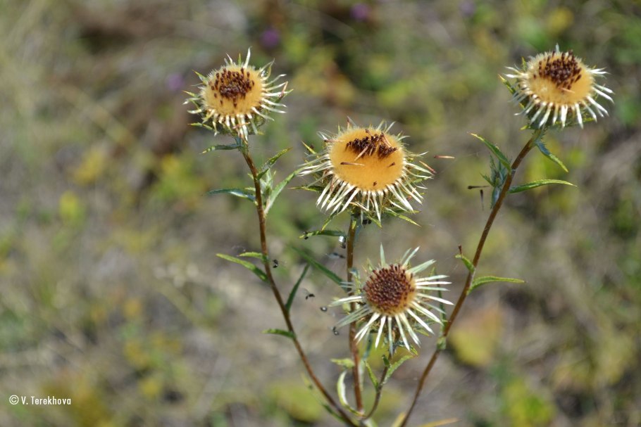 Колючник Биберштейна