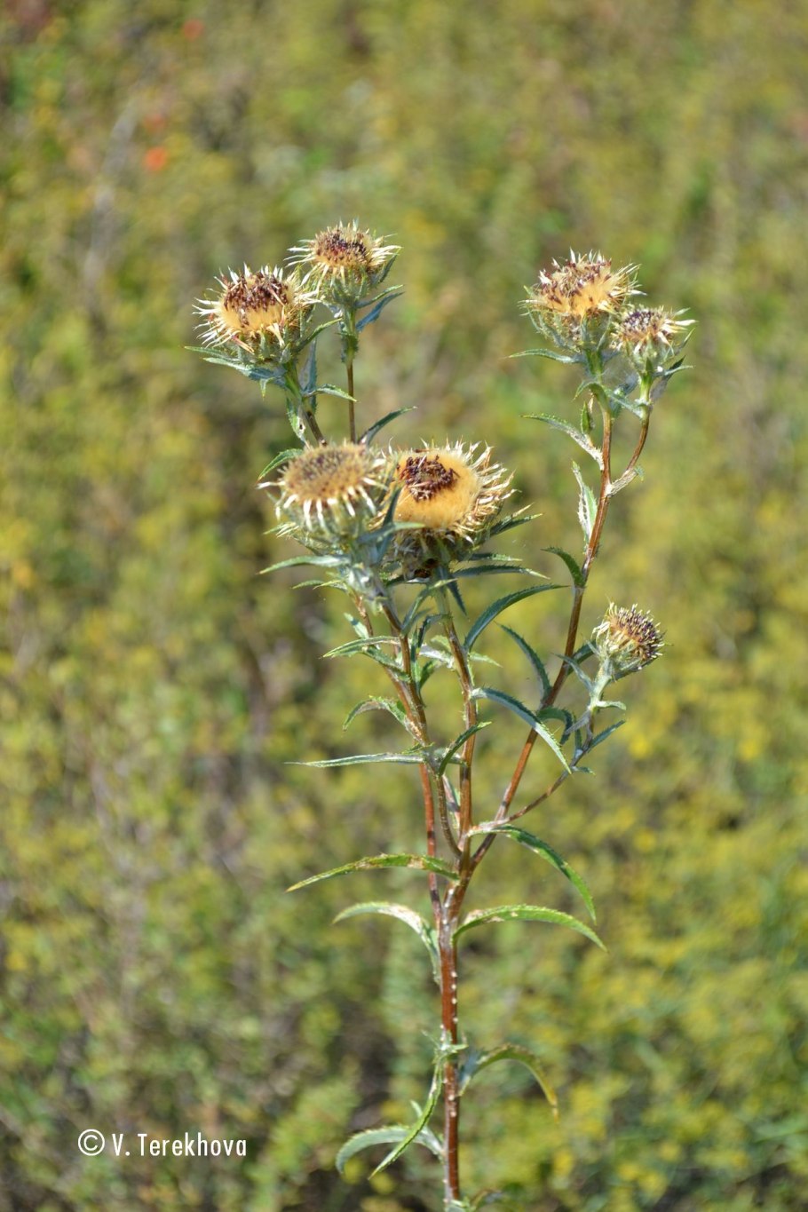Колючелистник листья