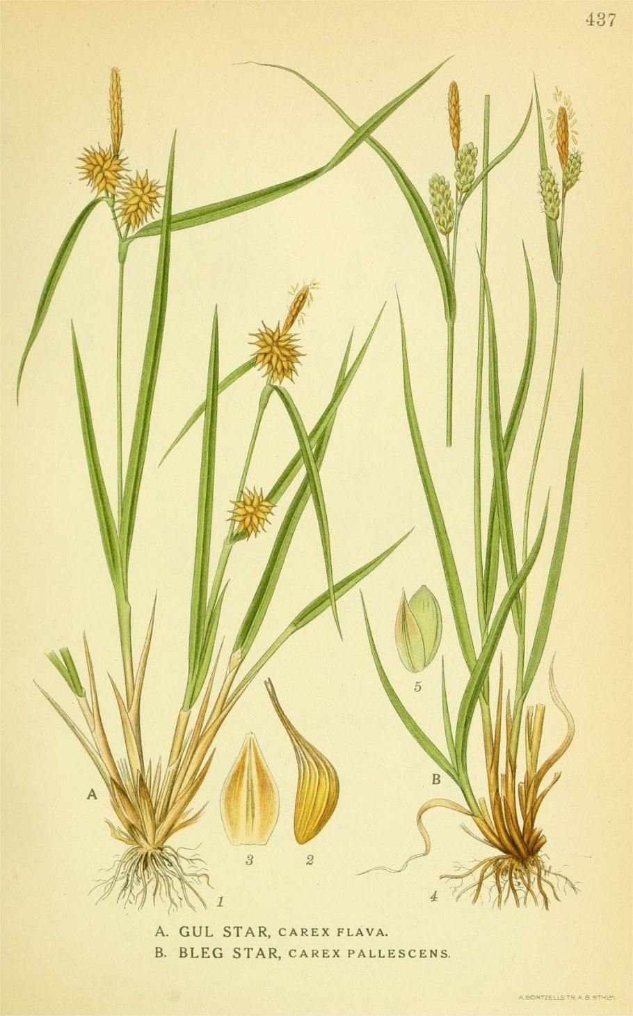 Трава семейства осоковых