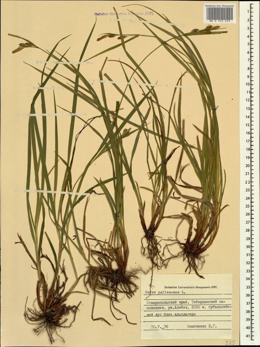 Осока лыжносетевидная