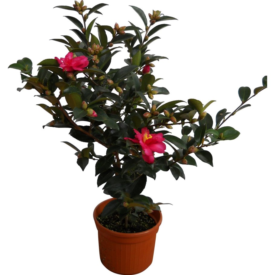 Camellia sasanqua Камелия эвгенольная
