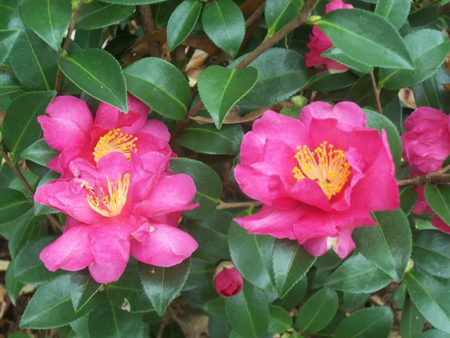 Camellia sasanqua Камелия эвгенольная