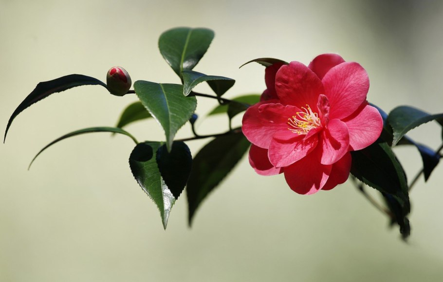 Camellia sasanqua корень