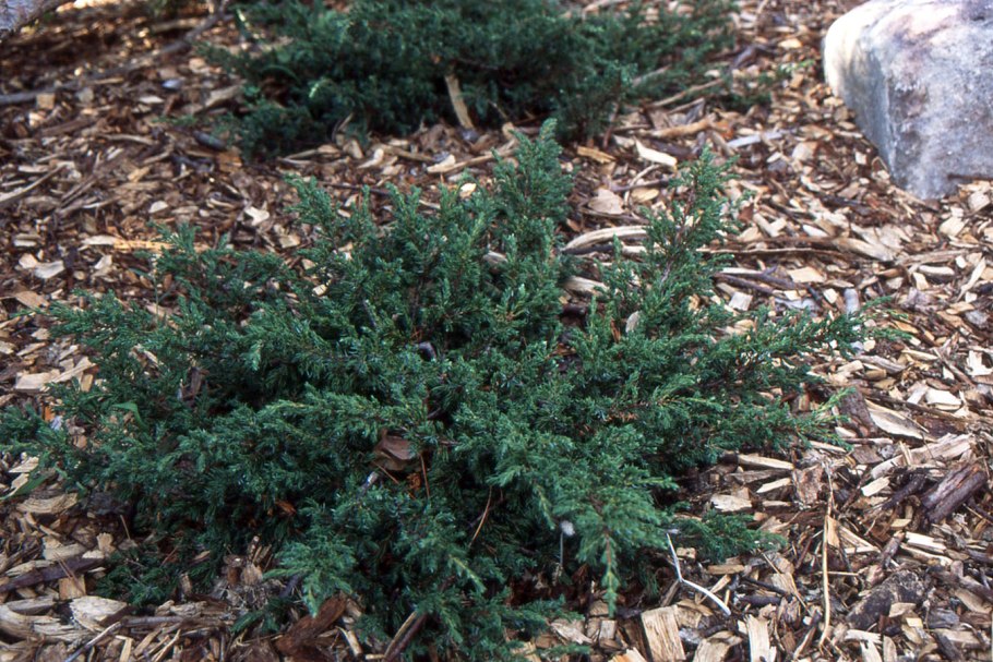 Можжевельник виргинский чешуйчатый