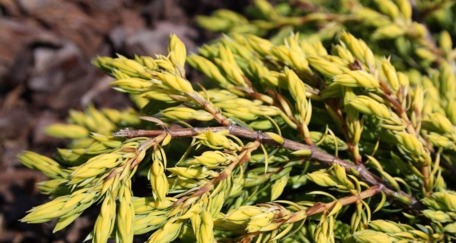 Можжевельник обыкновенный ягоды