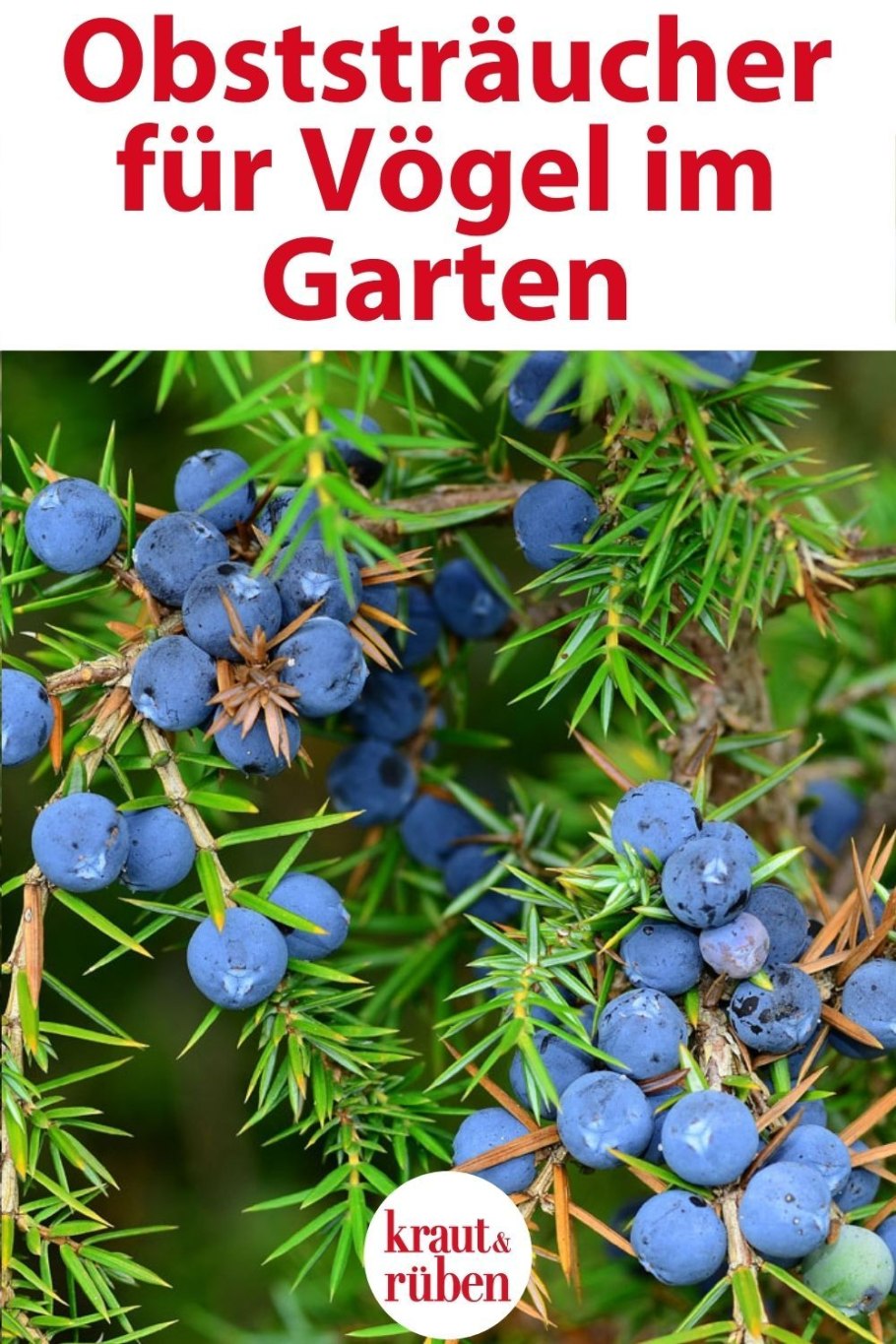 Артыш можжевельник куст