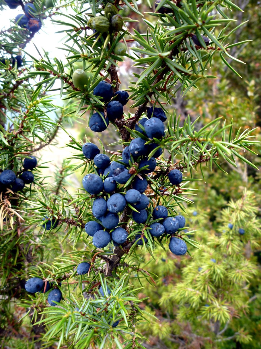 Можжевельник чешуйчатый Floreant
