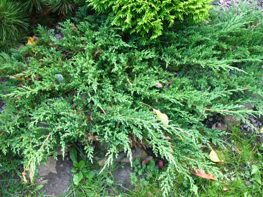 Juniperus communis Anna Maria