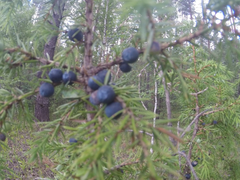 Шишкоягоды можжевельника