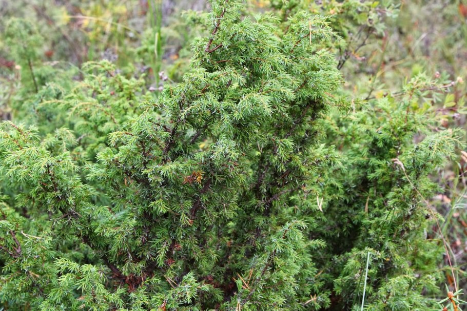 Juniperus squamata 'Hunnetorp'