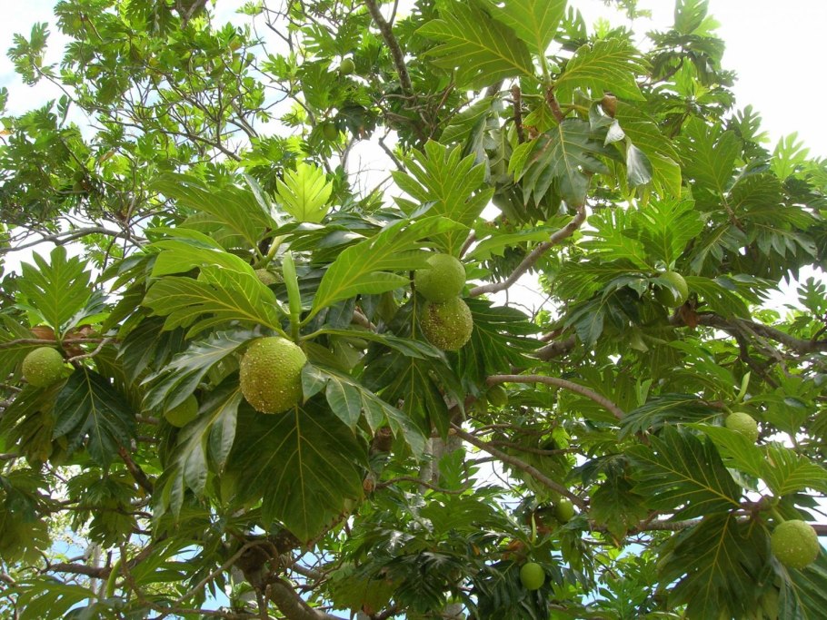 Artocarpus hirsutus