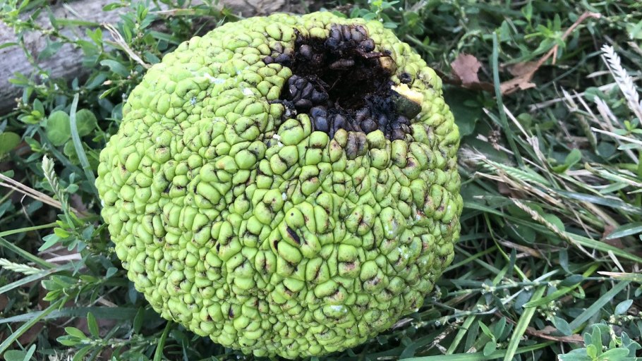 Обезьяний хлеб растение