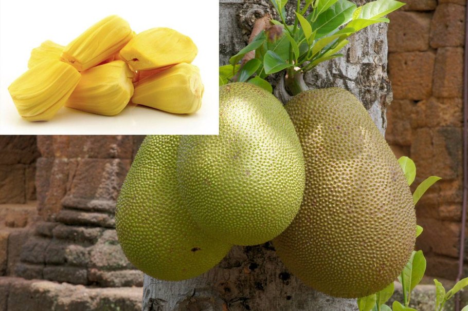 Джекфрут плодовые деревья