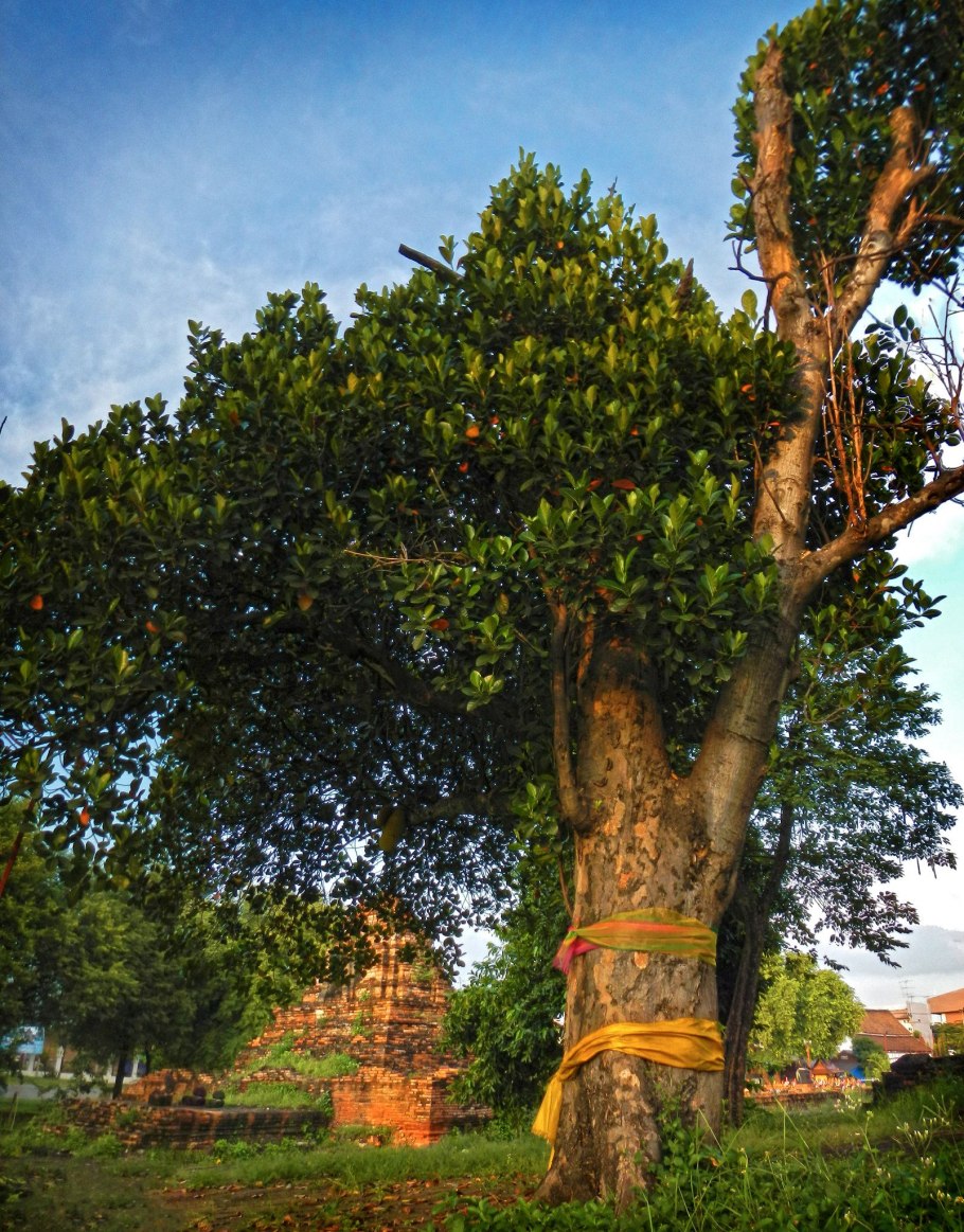 Фрукты Мадагаскара