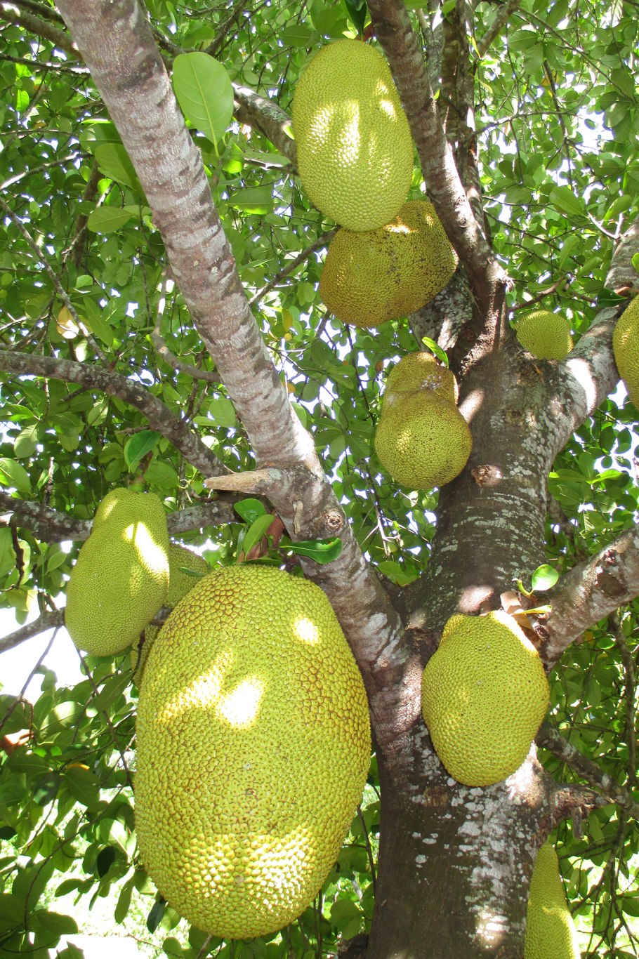 Артокарпус джекфрут